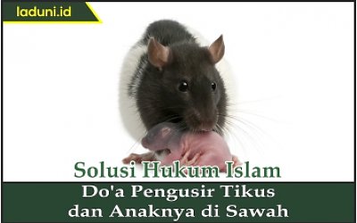 14+ Doa menghalau tikus info